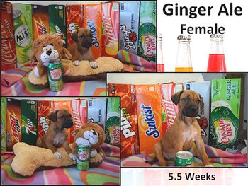 Ginger Ale - Female
