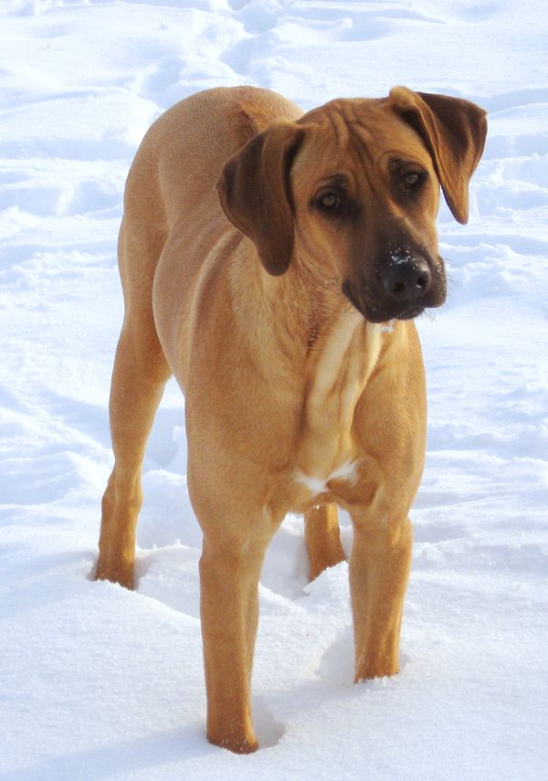 Kengali rhodesian hot sale ridgebacks