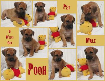 Pooh - Pet Male
