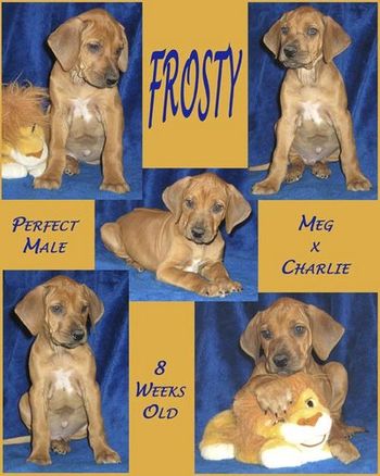 Frosty - 8 Weeks
