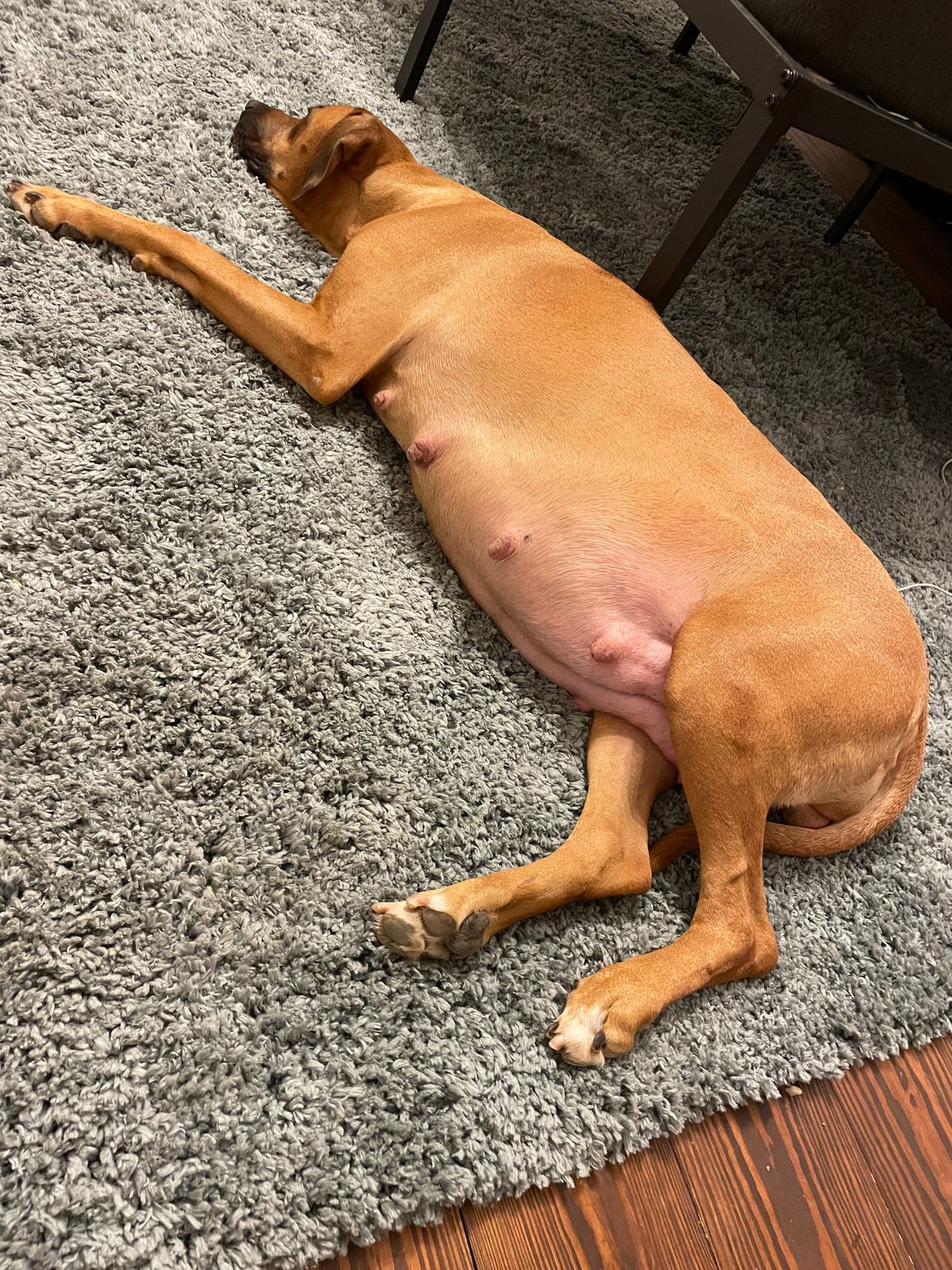 Pregnant Rhodesian Ridgeback Laying Kina Kabambe Rhodesian Ridgebacks - the Forest Litter