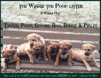 Winnie the Pooh litter - 8 weeks old
