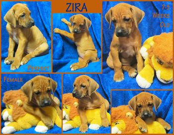 Zira - Perfect Female
