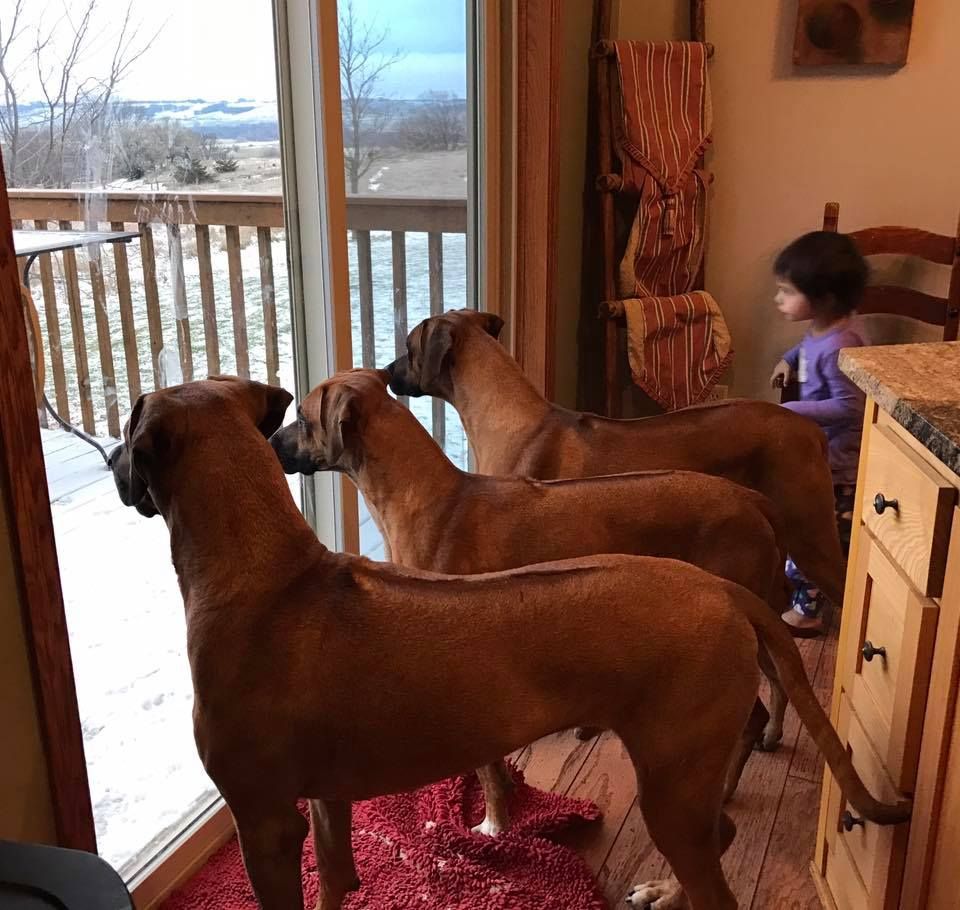 Kina Kabambe Rhodesian Ridgebacks - Neo