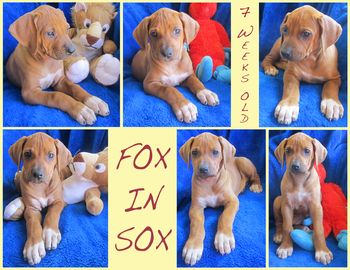 Fox in Sox - Perfect Female
