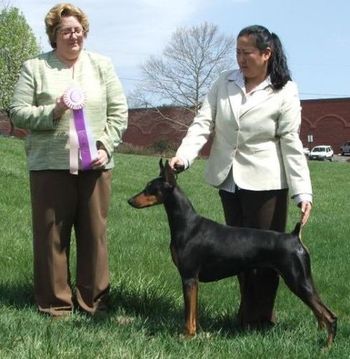 Layla - UKC BIMBS!
