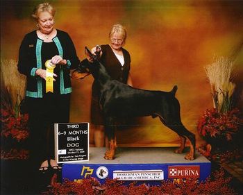 DPCA Nationals 2009,third in the 6-9 month black class!
