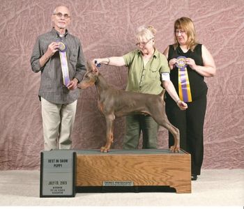 2 UKC BIS Puppy wins for this AKC Major pointed Chuck x Kelsey son! "Lil Dude"
