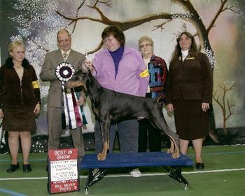 UKC CH/Int'l/Nat'l CH Fayek Never Say Never (AKC Ptd) "Indy" Sire:Am CH Sevenly Proof Is In The Heir Dam: Int'l CH Aquarius She's All That
