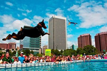 Dock Diving
