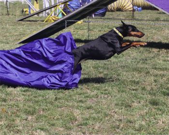 UKC Agility
