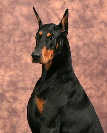 Head shot by Thomas Photography

