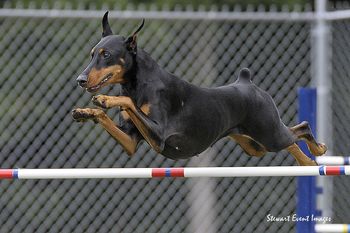 AKC Agility
