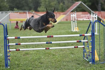 AKC Agility
