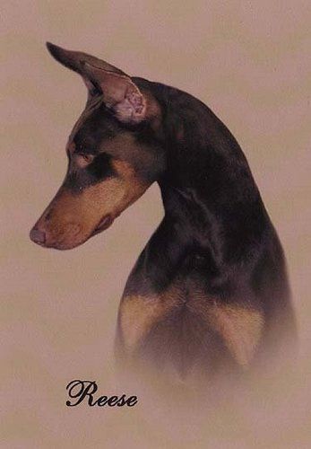 Int'l CH Krimson's Winning Colors (AKC Ptd) "Reese"
