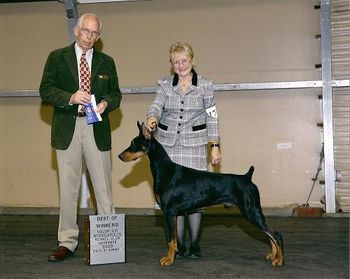 Four point major at the Minnesota Kennel Club show at Shakopee, MN!
