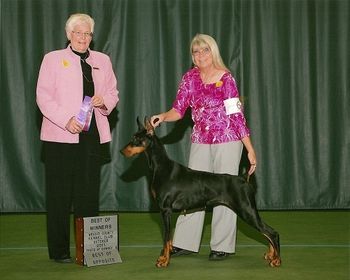 Am Ch/UKC CH/Int'l/Nat'l CH Fayek My Obession Thrill Proof CGC WAC (AKC Ptd) "Shenzi" Sire:Am CH Sevenly Proof Is In The Heir Dam: Int'l CH Aquarius She's All That
