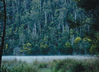Wattle blossoms and river mist in The Valley
