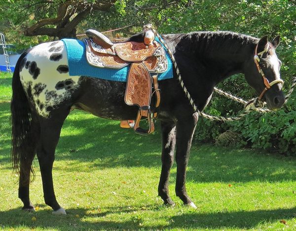 The Beauty of an Appaloosa Horse