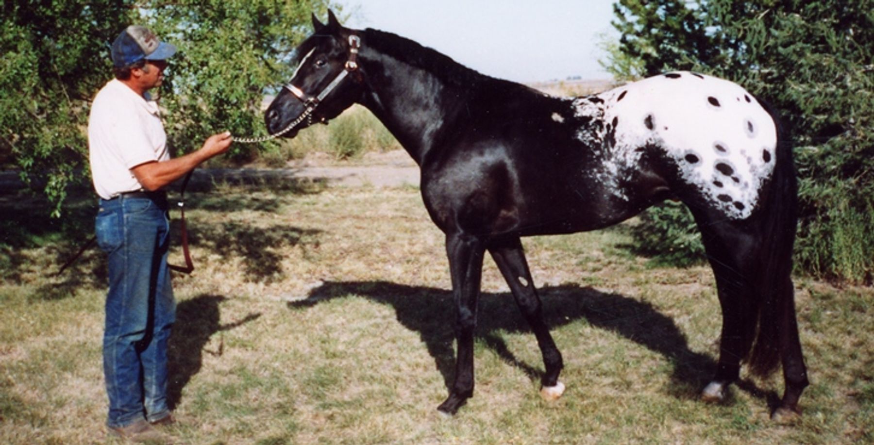 Appaloosa Horses for Sale