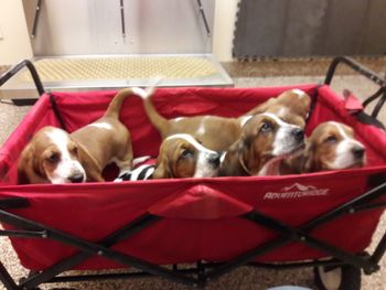 Off to the vet for checkups
