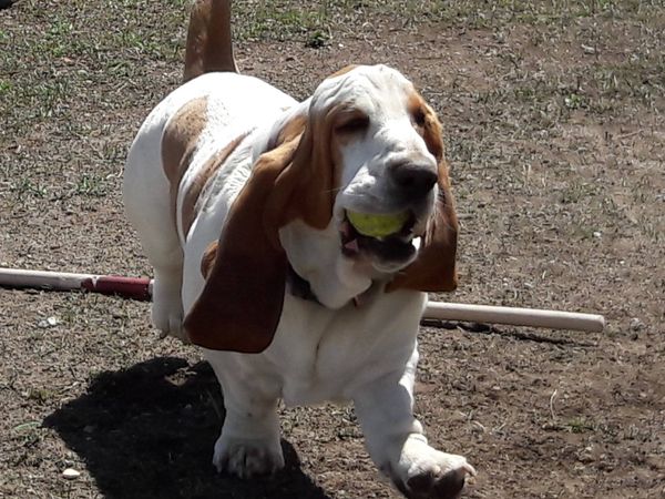 Our sire Castlewood's Fredric of Bonnie Bray.   The true COLORADO Basset Hound. Everything you want in your Basset is Fred!!!