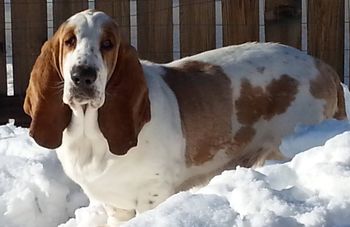 Our Sire, "Fred"
