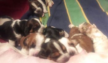 Pile of puppies
