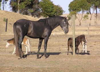 As a testament to this colt's exceptional nature, he is seen here socialising with 3 Miniature Colts that regularly come over to the fence to play

