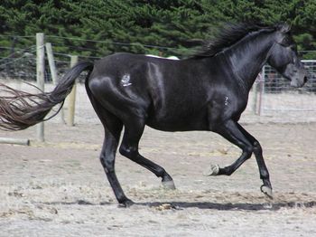 Free Canter Almost identical to the horse's outline, under saddle, with a rider on him
