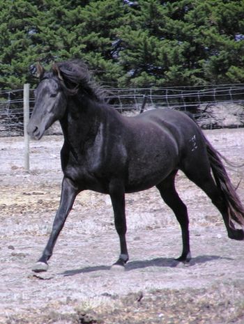 Shown at a strong canter verging on gallop, this is another picture confirming the sound, clean movement of one superb colt
