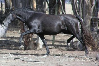 Driving hocks & Supreme elevation - Everything that is good. Not often do you see this kind of movement, let alone capture it in a still photo
