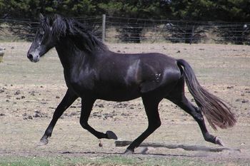 A horse with natural up-hill drive The kind of impulsion that all riders dream of
