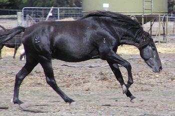 Long & Low - Rarely is this "most desirable outline" seen in an untrained youngster. This picture captures EVERY ASPECT of a horse using itself correctly, whilst at liberty. The slightly rounded uphill form, is initiated by correct hoof placement, strong hindlegs with sound joints, clean tendons & ripling muscle. Enabling an unobstructed flow of energy into speed & power Riders train for years to achieve this wonderful outline,because it provides the perfect basis for developing outstanding performance horses
