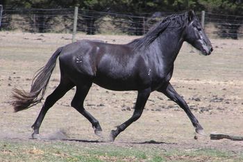 The beautiful open movement, of an unimpede working trot
