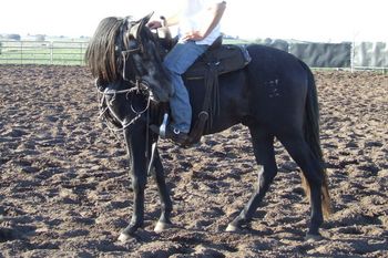 Great balanced through the hind-quarters with wonderful flexibility through the neck & shoulders
