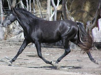 The makings of an Extended trot rarely found in a Pure Spanish Horse
