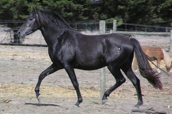 Trot on the near-diagonal A pretty boy with presence (Miniature mares in the background)
