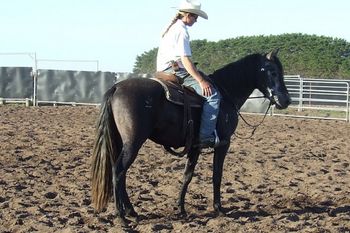 An intelligent horse with natural "Look at Me" presence
