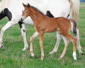 MASSEY FARMS aka ANDALUSIAN AUSTRALIA The Spanish Horse Promoters - 🦄 ...