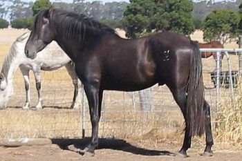 Off-side stance - Grey ticking just beginning at 4 years of age Mare herd in background
