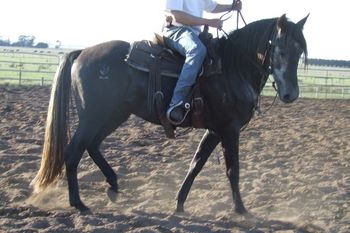 A soft supple horse, bending through the body Moving away from the leg on the circle
