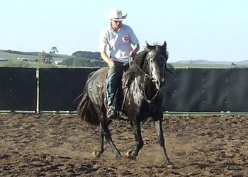 Mr. Reliable, even whilst being broken to saddle The rider feels completely safe & at ease
