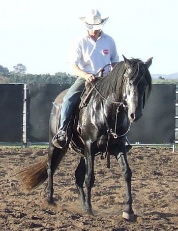 From free flowing canter straight into a soft mouthed rein-back
