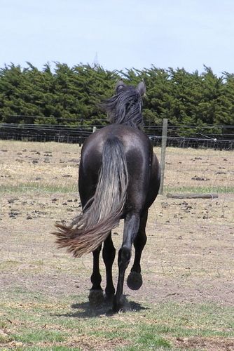 It's not often you get to see a horse from behind & that it stands square Take a good look at this picture & the horses leg placement When you become aware that he is only a late 3 - early 4 year old & has been given no work to build muscle. The skeletal structure is obviously perfect
