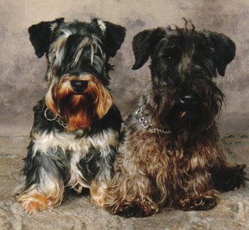 Blaho Beseda and Multi Ch. Zulu of Bumblebee Castle
