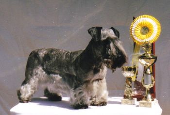 Multi Ch. Zeus of Bumblebee Castle
