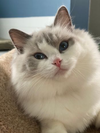 Pip
