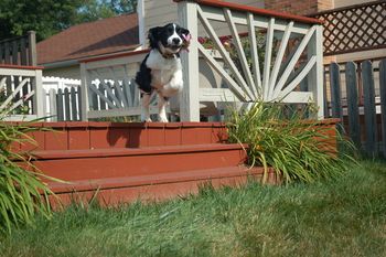 I can fly! I can fly!!!! Derby (AKA Little Louie) taking to the air.
