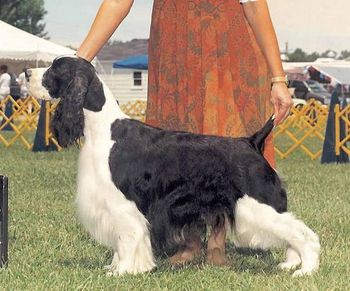 "Kooper" Ch. Briarton's Grand Design (Ch Autumfire Reign X Ch Briarton's Vision of Grandeur) Breeders: Cathy VanKempen & Mona Irvine Owners: Cathy VanKempen & Bryn Eagleson Koopers page
